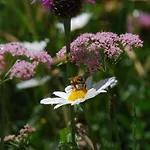 Arnica 3 By Interhome דירה לה פונט-שמוס-סאז'