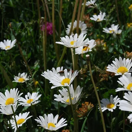 Arnica 3 By Interhome Апартаменты Ла-Пунт-Чамуэшч