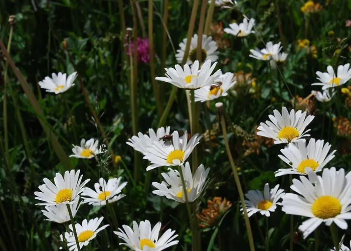 Arnica 3 By Interhome Апартаменты Ла-Пунт-Чамуэшч