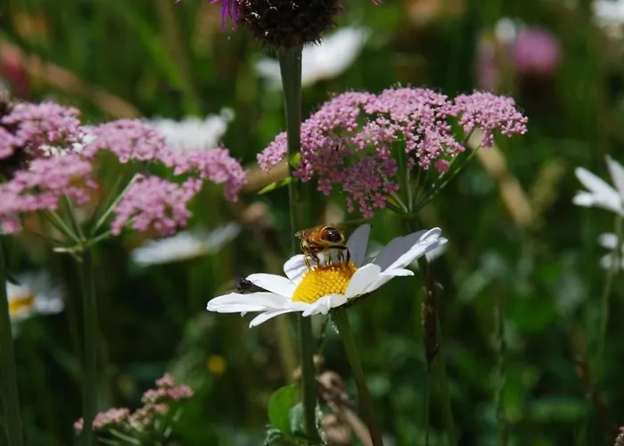 Arnica 3 By Interhome Апартаменты Ла-Пунт-Чамуэшч